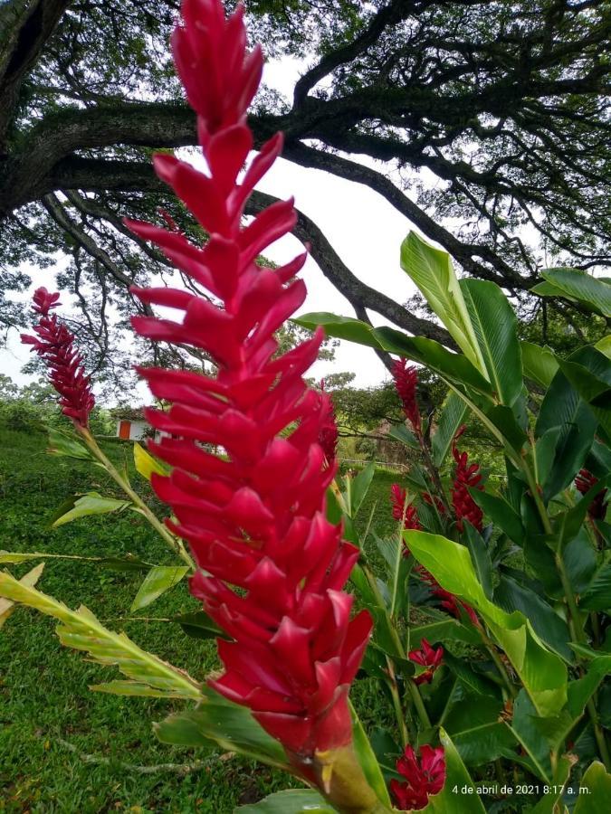 Vila Hacienda El Saman Quimbaya Exteriér fotografie