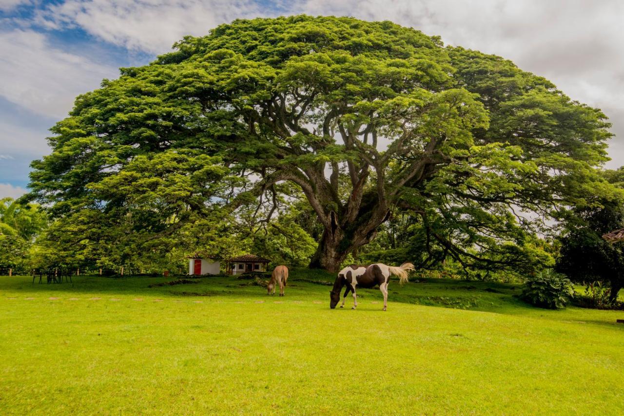 Vila Hacienda El Saman Quimbaya Exteriér fotografie